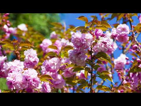 Betel Dumbraveni - Vine Mirele