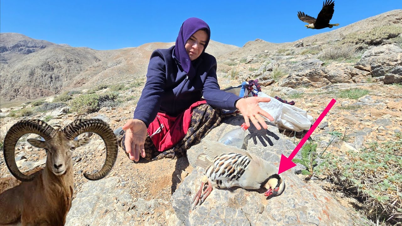🦌🐦🦅 Eagle's sudden attack: 🌿🦌 From picking plants to watching beautiful deer in the mountains ✨