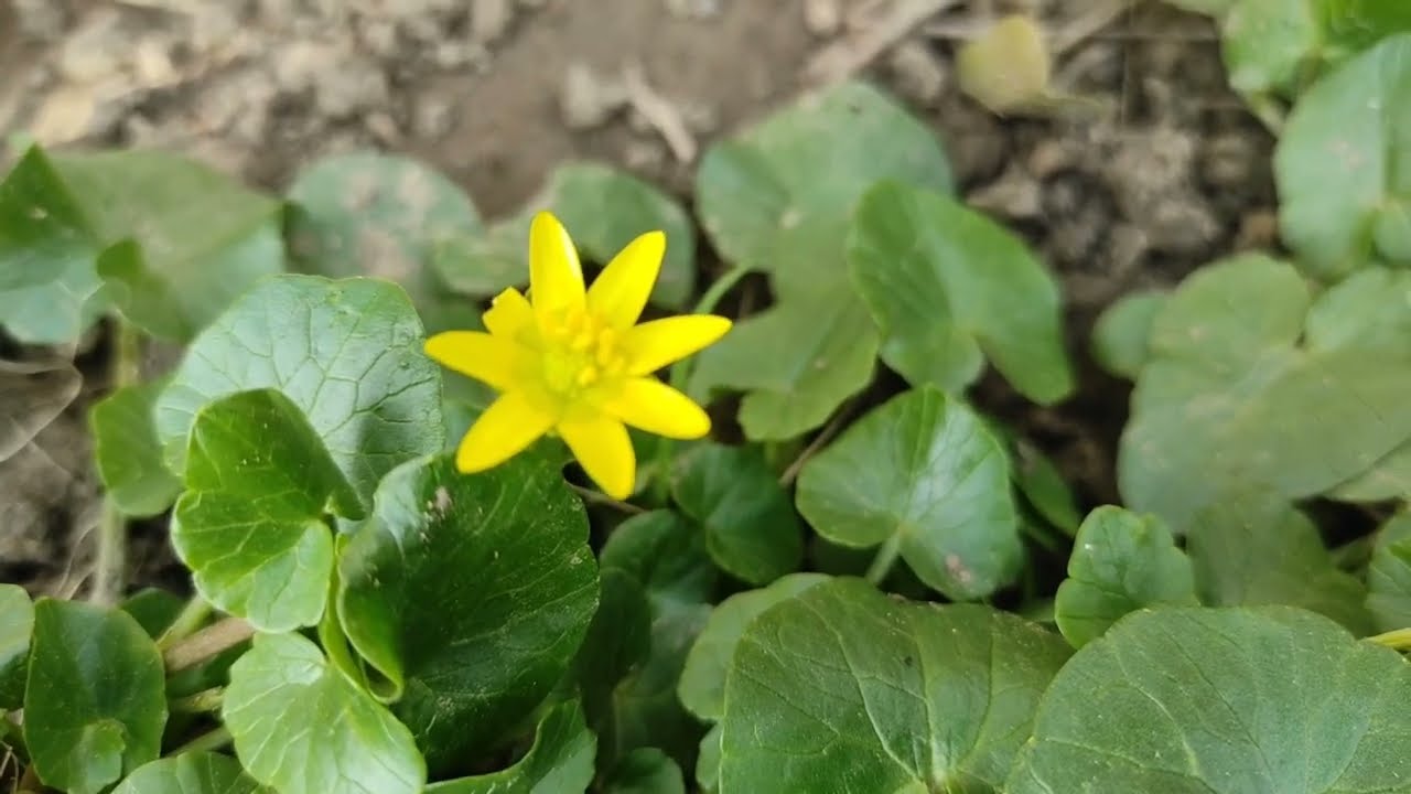 Zlatica Beci ZLATICA (Ranunculus ficaria) JEDAN OD VESNIKA PROLEĆA - PLODOVI PRIRODE ...