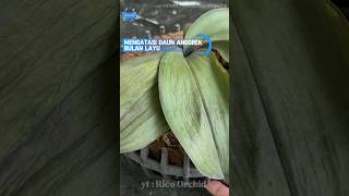 Download lagu Banyak Yang Belum Tau Mengatasi Anggrek Bulan Daun Layu #anggrek #bungaanggrek #orchid #shorts mp3