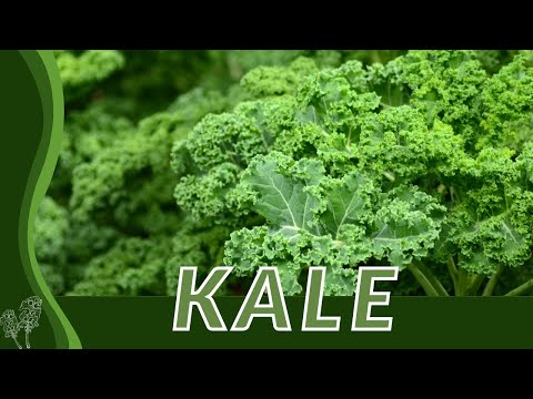Growing and Caring for KALE! (Brassica oleracea var. acephala) {History, Description, Nutrition}