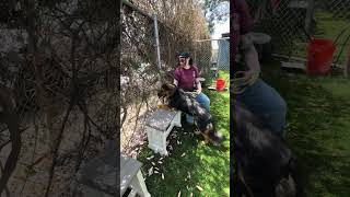 Video preview image #1 German Shepherd Dog-Unknown Mix Puppy For Sale in Pasadena, CA, USA