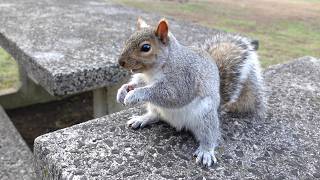 My new squirrel friend doesn't want to leave my side
