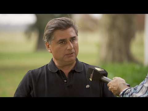 Oferta Machos La Juanita - Surangus - La Negra