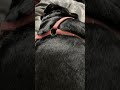 #naps #napping #naptime #doggos #doggolove #sleepingdogs #cuddles #cuddling 😴 🐾😴🐾