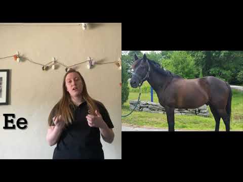 Equine Coat Colors and Genetics Part 1