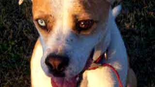 Chester catching the pie