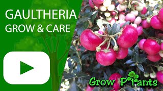 Gaultheria - grow & care (Wintergreen)