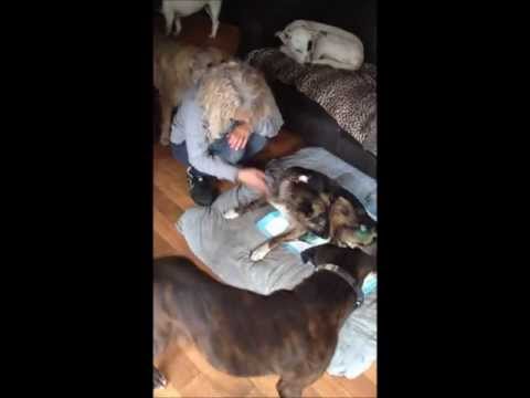Hessa's Homeless Hounds - Collecting Maria
