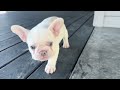 French Bulldog dogs for sale: Drake - Video 1