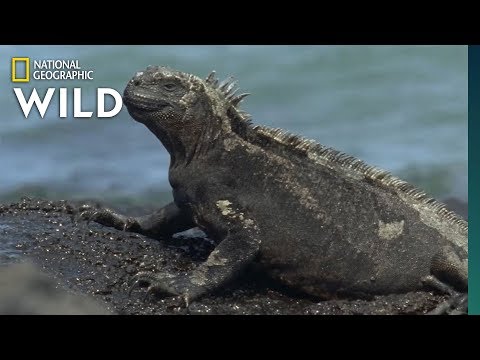Iguana Awareness Day: 43 Types to Celebrate! | Nat Geo Wild