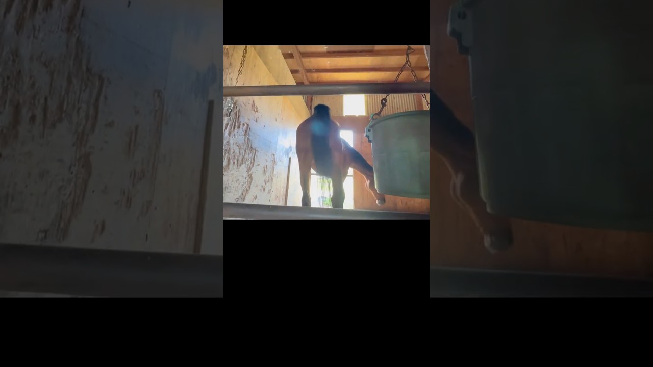 ぐるぐる 3/4 #引退馬　#horse 　#なみあし会　#animals