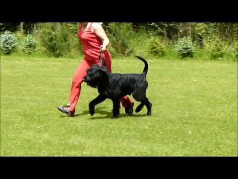 Bodo vom Hexenwald - Exterier