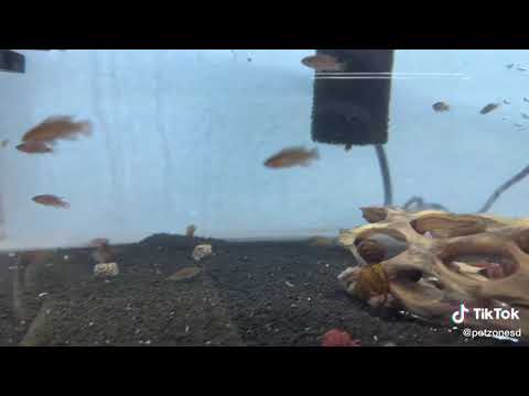Scarlet Badis (Badis badis)