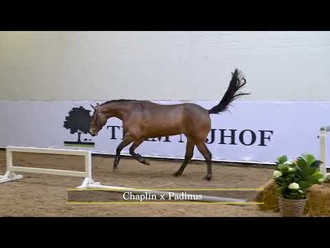 14. Sean Chaplin (Chaplin x Padinus x Jasper)