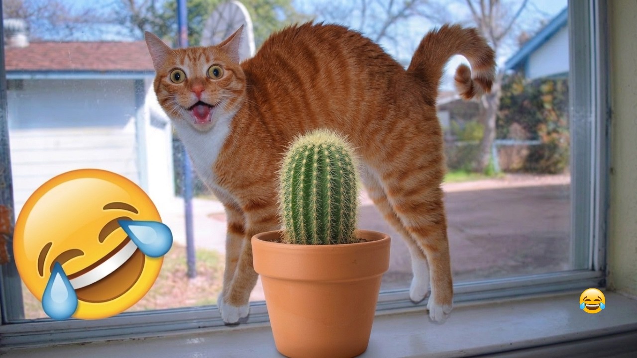 You Laugh, You Lose 😂 funny cats will make you laugh to die 🐾 😹