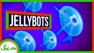 Meet the Jellybots: Ocean-Exploring Biohybrid Robots