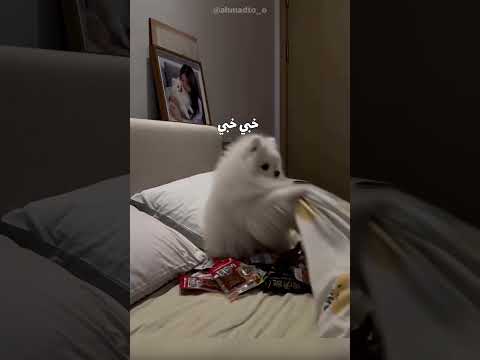 😂😂😂انكشف #cat #كوميديات #اكسبلور #هتضحك #قطط #viral #funny #لقط