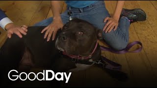 Meet Stella, our Pet of the Week, who's looking for a forever home!
