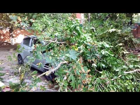 На Шолохова в Ростове-на-Дону дерево упало на машину
