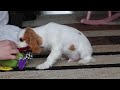 Cavalier King Charles Spaniel dogs for sale: Weston - Video 1