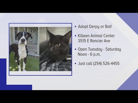 Perfect Pet: Meet Derpy and Bat! - YouTube