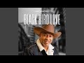Black Bird Love