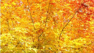 Autumn Leaves(Les Feuilles Mortes) - Édith Piaf: with Lyrics(French/English/가사번역)|| Montreux, 고엽(枯葉)