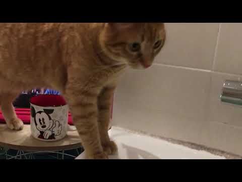 Cats in Bathtub - How to Get your Cat Used to Water