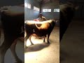 Semen Collection Techniques In Rubona RAB Station