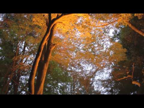 Iwayado park light up | ライトアップ岩屋堂