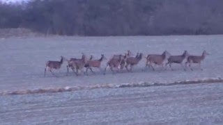 Jagd Rotwild 2016 /Sau auf der Pirsch erlegt!