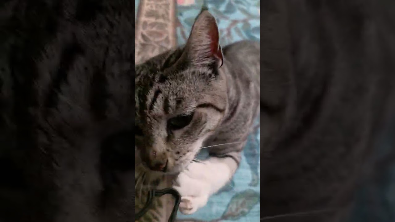 Enlarge Tawnie, an adopted American Shorthair in Bellevue, WA video 5/6