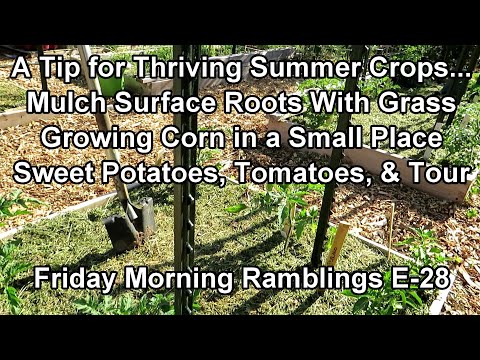 My Secret for Thriving Summer Crops - Corn, Sweet Potatoes, Tomatoes: My FM Garden Ramblings  E-28