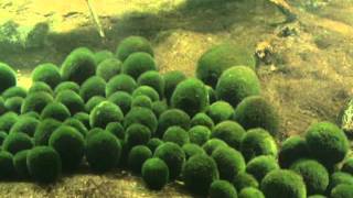 Hokkaido Tourism Video (Marimo algae balls)