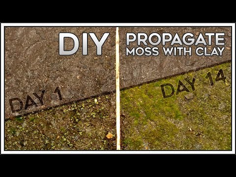 DIY | Propagate Moss with Clay