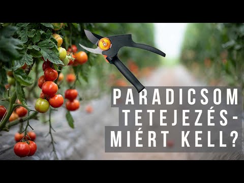 Hogyan kell kezelni a paradicsom parazitáit