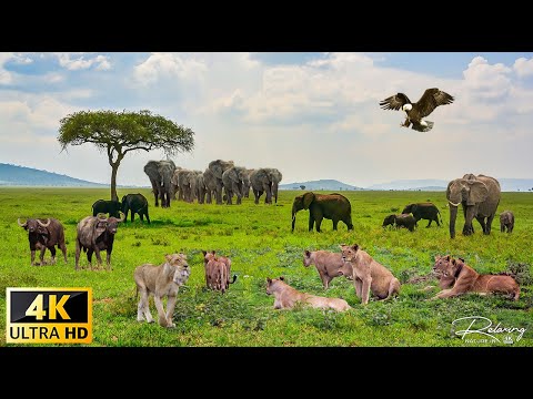 African Wildlife: Mikumi National Park, Tanzania Scenic Wildlife Film With Real Sounds