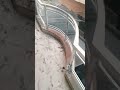 Shortsviral Youtubeshorts Ytshorts Glassfitting Balcony Trending2023 Short Shorts