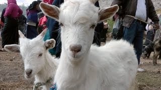 preview picture of video 'Otavalo Animal Market - Ecuador'