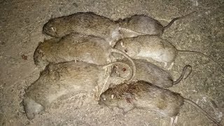 Pest Control with Air Rifles - Return to the Farm