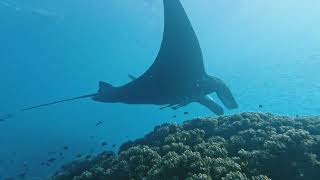 Diving with Manta Rays at Manta Ray Pass, Naviti, 27.06.2025