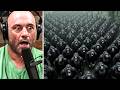 JRE Biggest Pack Of Gorillas Never Seen Before