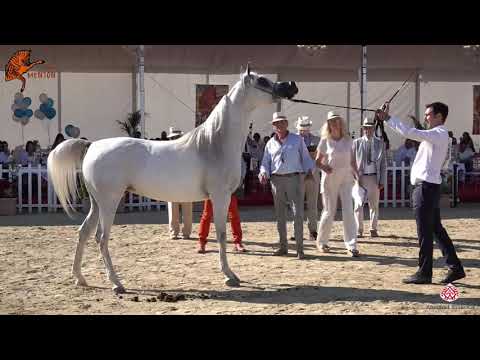 N 55 MOZN ALBIDAYER   2020 Menton Mediterranean and Arab Countries Arabian Horse Championship   4 6