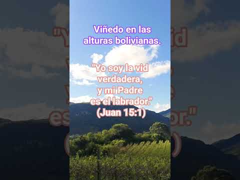 "Yo soy la vid vosotros los pámpanos" #viñedo #samaipata #darfrutos #bendiciones de #dios #parati