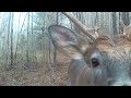 Curious 8 Point Buck In North Carolina