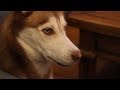 Laika Sings With Mishka