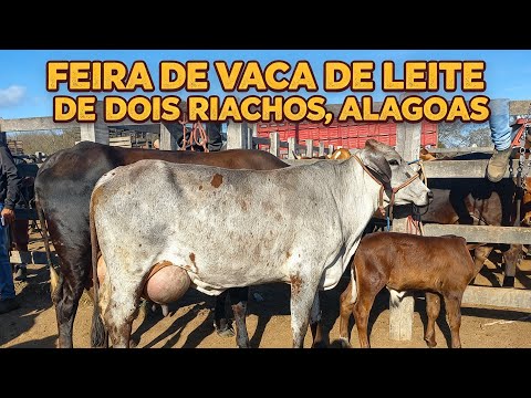 Feira de vaca de leite em Dois Riachos Alagoas 30/09/26#nordeste 