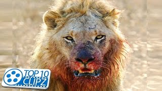 Top 10 Most Dangerous Animals on the Planet - TOP 10 CLIPZ