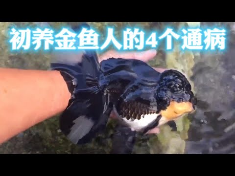 金魚 寓意
